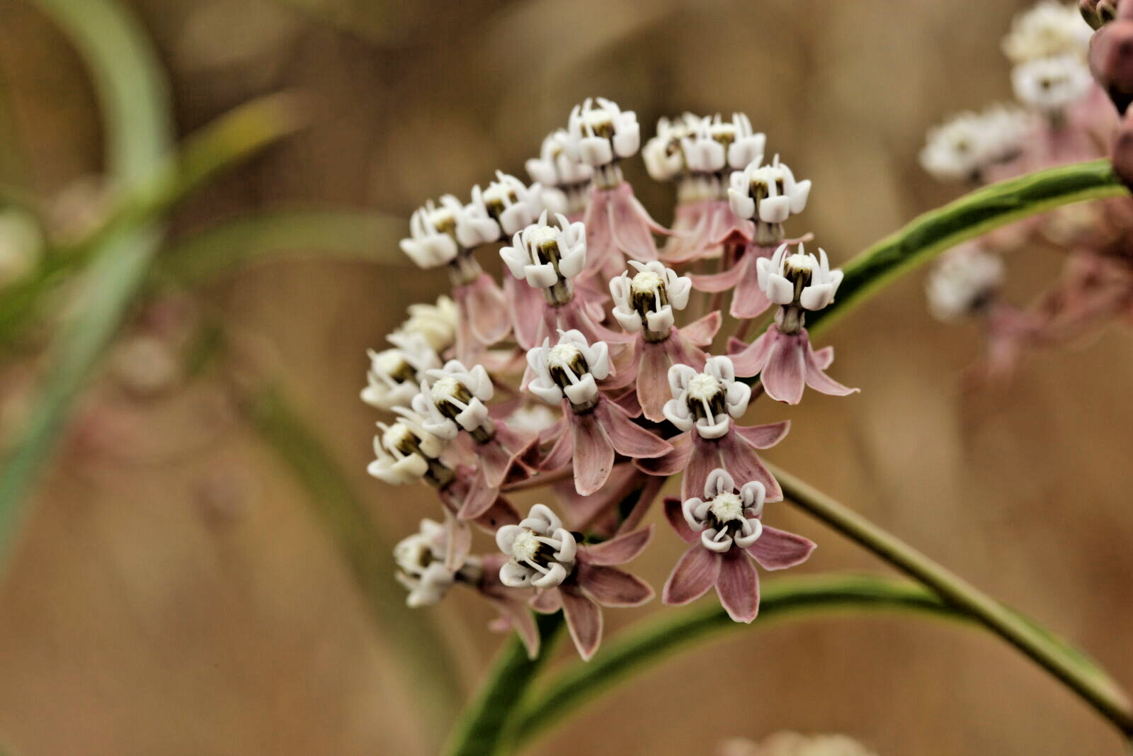 200 NARROWLEAF MILKWEED Seeds (Asclepias fascicularis) Perennial Butterfly Plant