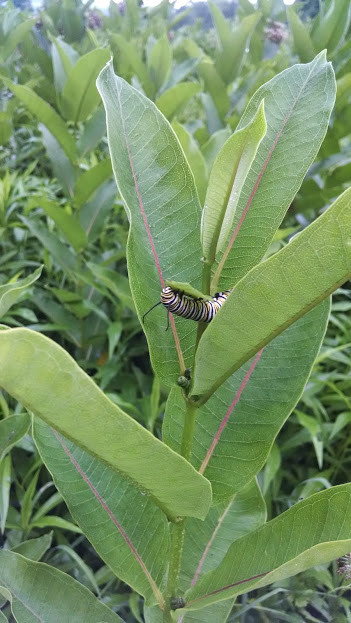 Milkweed Seeds (Common), Organic, Various Quantities, 2022 Crop 90% germination