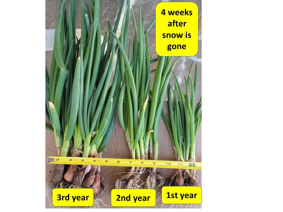 Egyptian Walking Onion PLANTS Grown in chemical free soil; FREE SHIPPING
