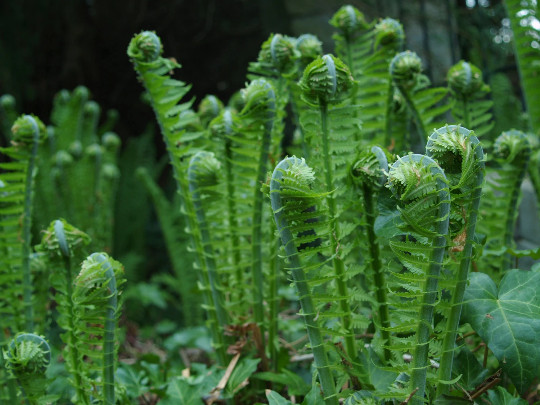 1 Ostrich Fern ~Wild Native~WOODLAND GARDEN ~Dormant Bare Root Crown