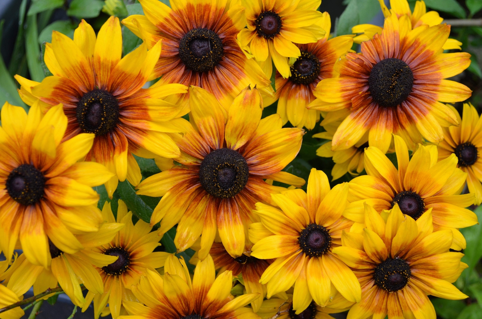 4000 GLORIOSA DAISY INDIAN SUMMER Rudbeckia Hirta Flower Seeds *Flat S/H