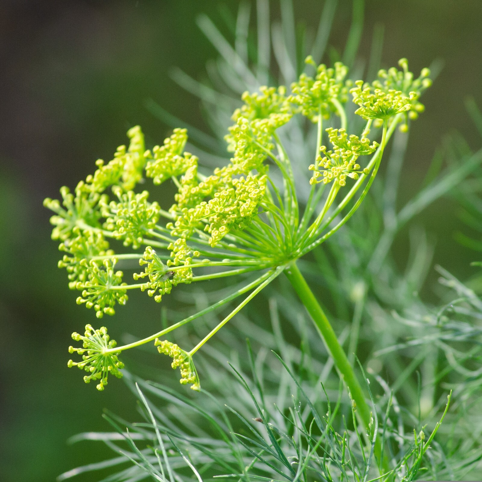Dill Seeds, Bouquet Heirloom, Non-GMO, Easy to Grow, High Yield, Free Shipping