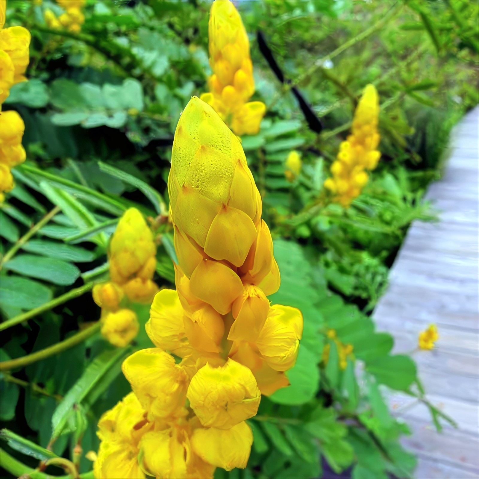 20 CANDLE BUSH SEEDS Cassia Alata Senna Tree Plant “Flowers Attract Butterflies”