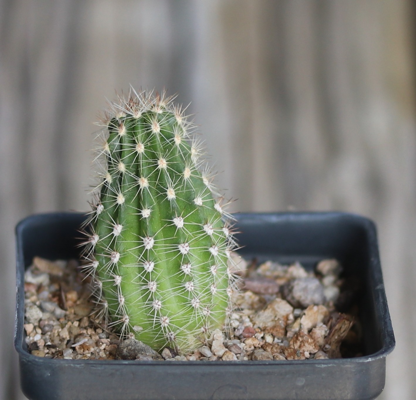 Echinopsis hybrid ‘W-24’