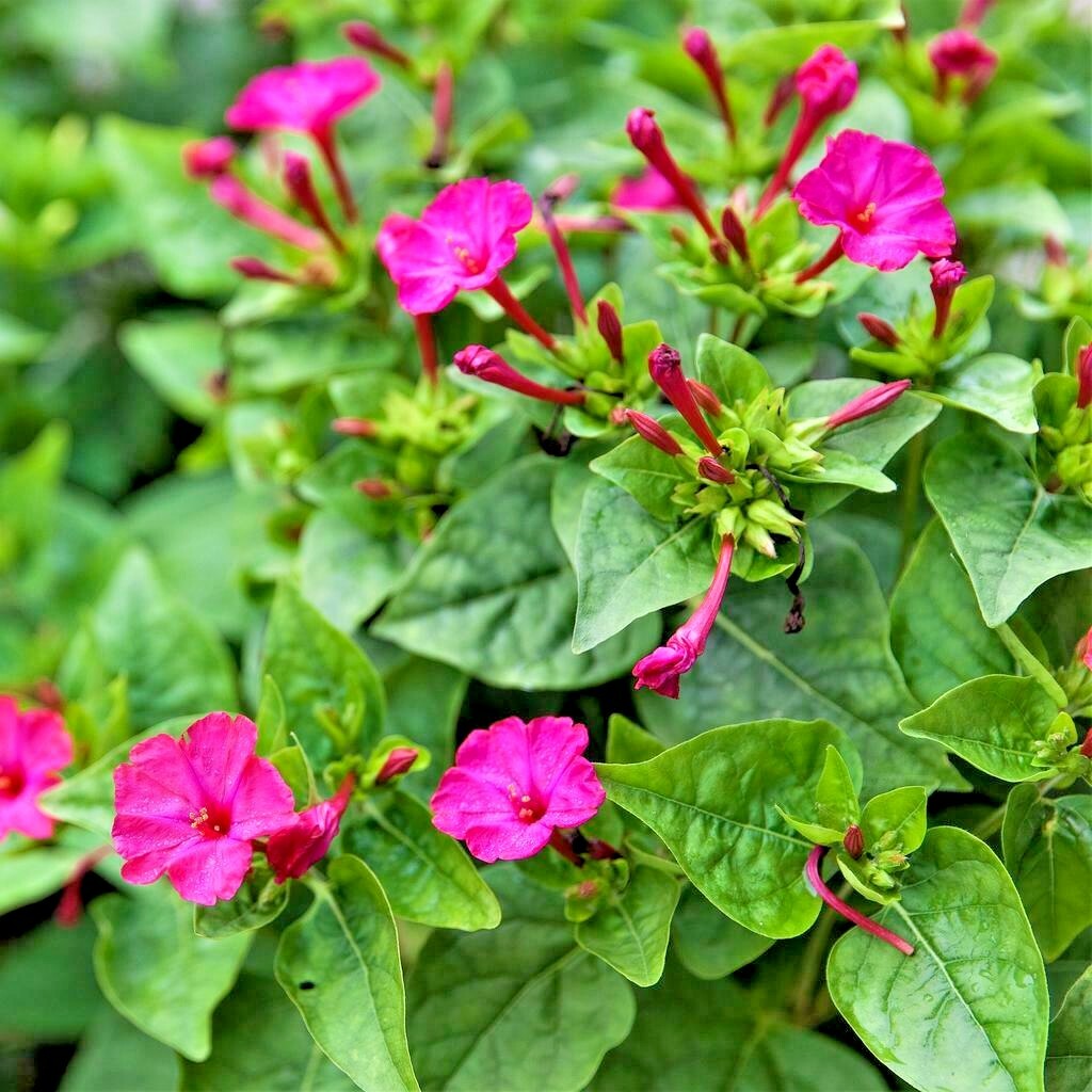 40+FOUR O CLOCK MIX Seed Wildflower Pollinators Fragrant Night Blooms Perennial