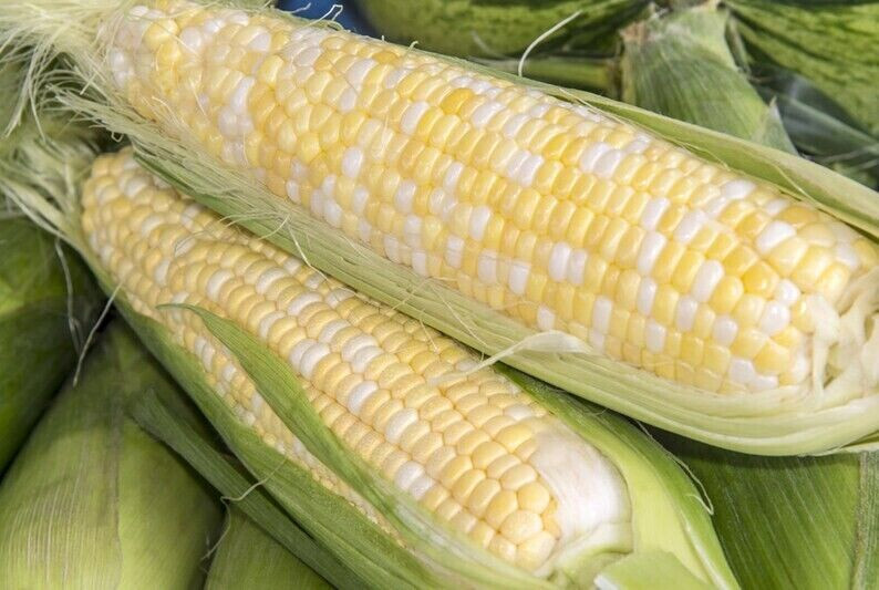 Scarborough Seeds Bicolor Corn (Peaches And Cream) 25 Seeds NON-GMO USA