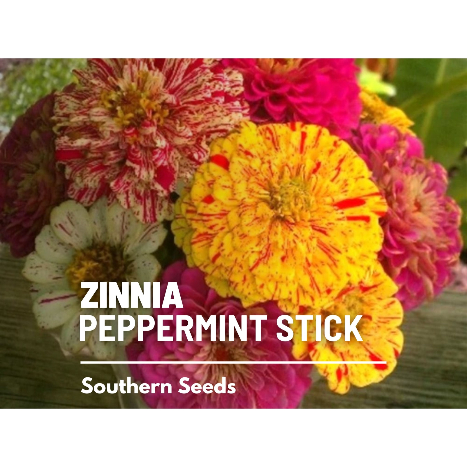 Zinnia, Peppermint Stick – 100 Seeds – Candy-Striped (Zinnia Elegans)