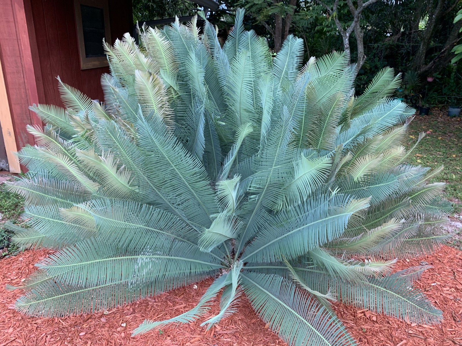 10 cycad seeds – Dioon edule var Rio Verde X Dioon Angustifolium Cycad Seeds