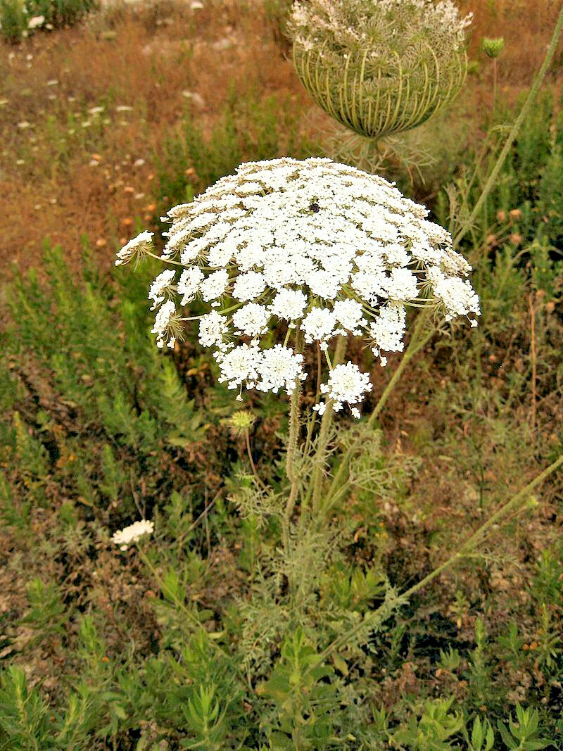 BULK, QUEEN ANNS LACE 10,000 SEEDS, DAUCUS CAROTA, WILD CARROT, HARDY