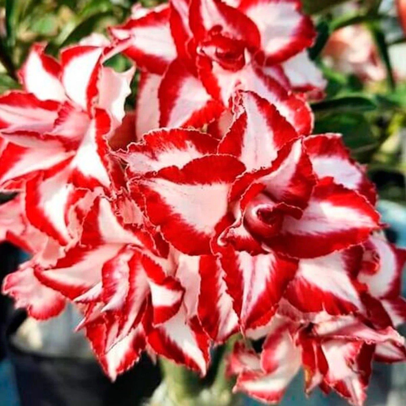 10 Red White Swirl Desert Rose Seeds Adenium Obesum Flower Perennial Seed USA