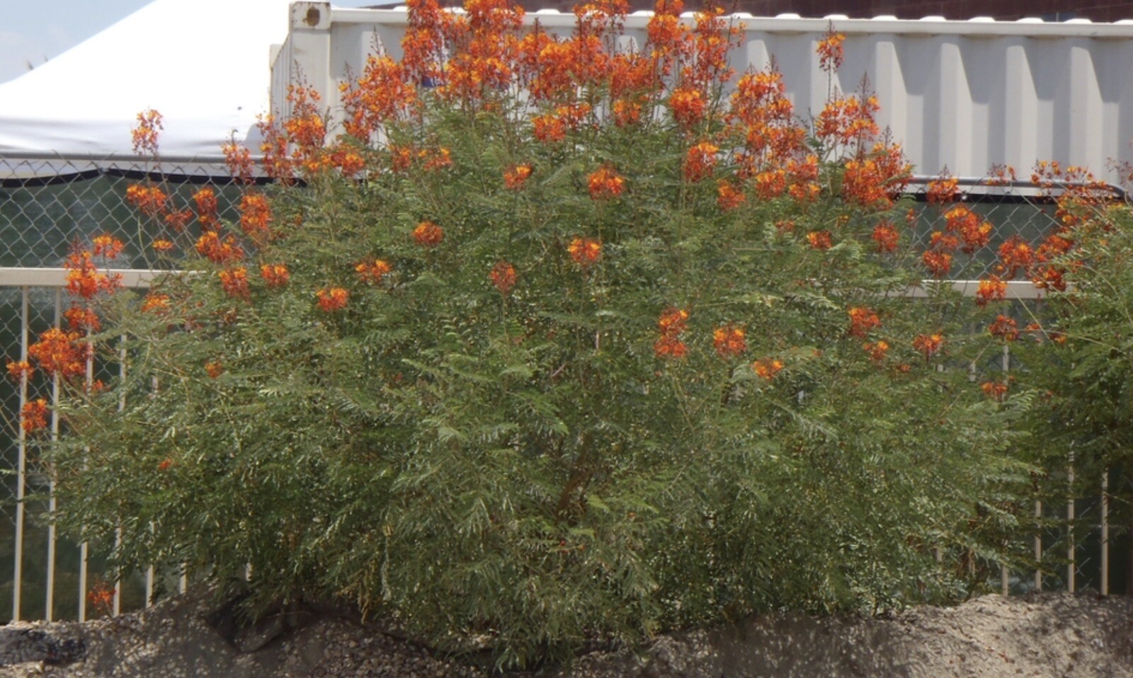10 Pride of Barbados Seeds, Caesalpinia Pulcherrima, Red Bird of Paradise