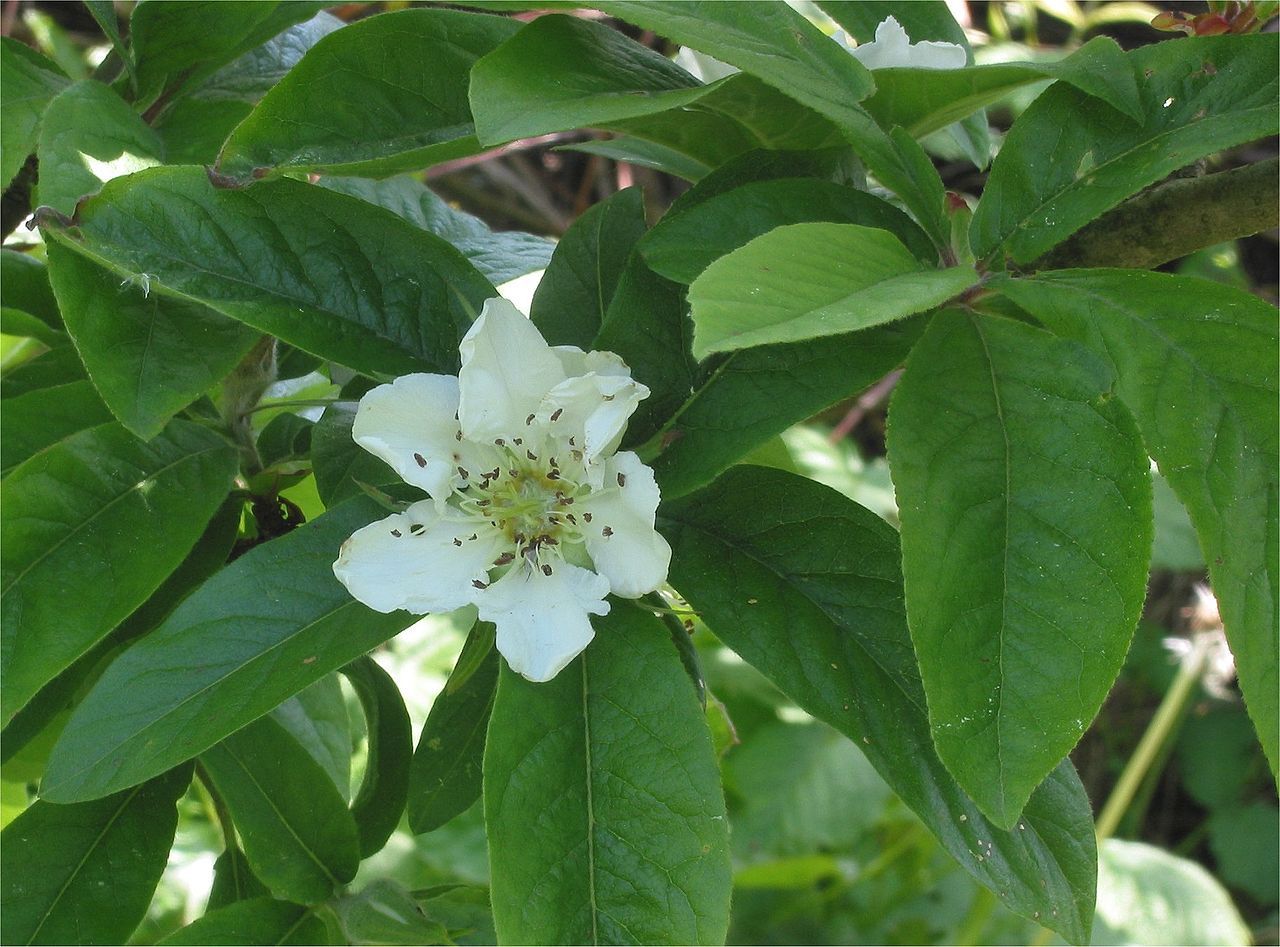 Showy Medlar, Mespilus germanica, Tree Seeds (Edible, Fall Color, Hardy)