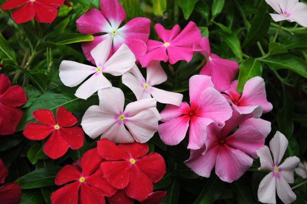 – Seeds Periwinkle Madagascar Vinca Rosea Mix Balcony Perennail Garden Pots F…
