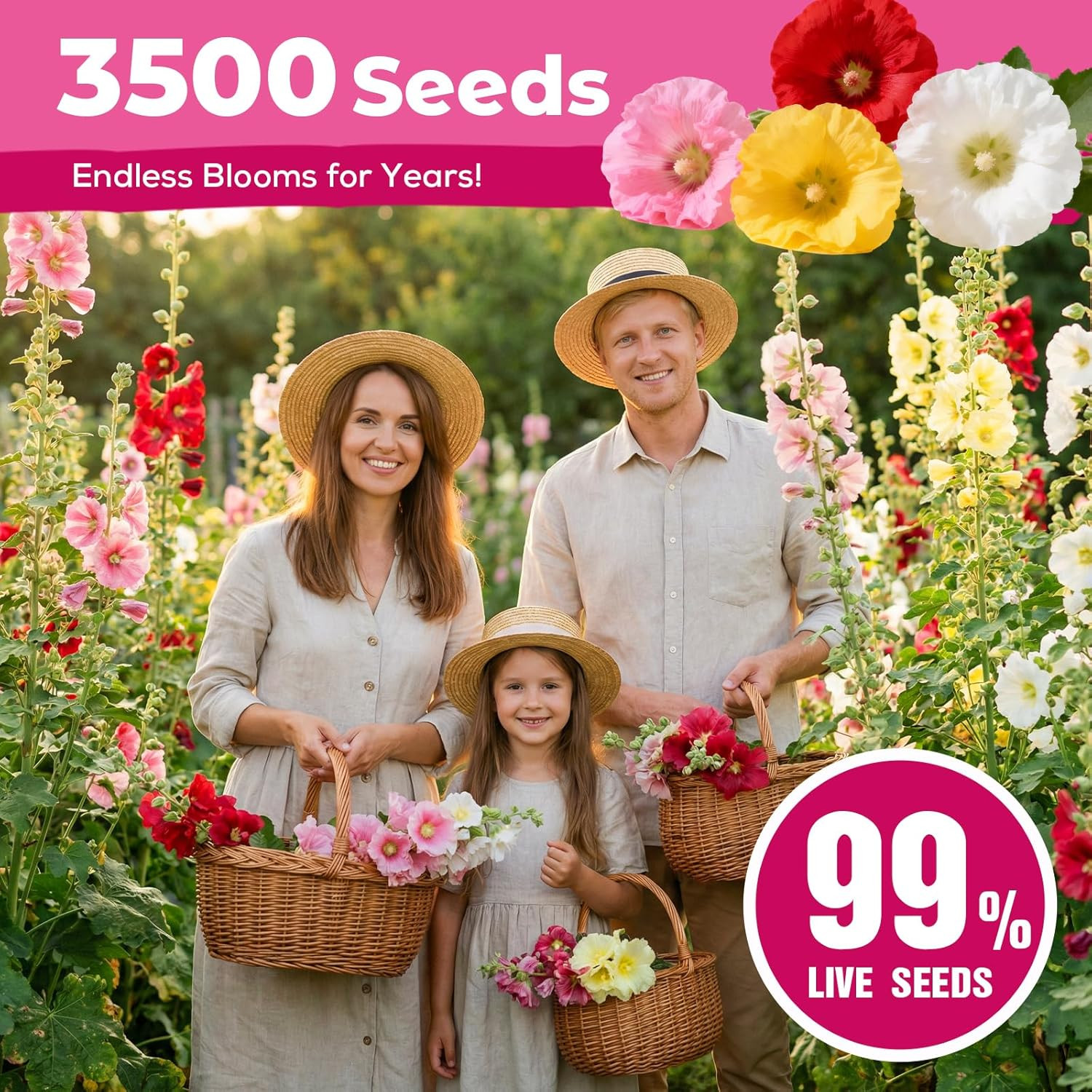 Hollyhock Seeds 3000+ Bulk Pack – Mixed Colors Perennial Heirloom Non-Gmo, Easy