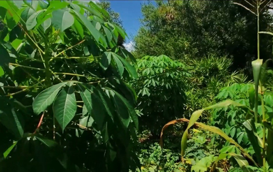 2 x Togo Sweet Cassava Plants / Beyond Organic Yuca