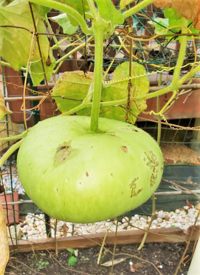 Corsican Gourd Seeds | Hard-Shelled African Bowl Bottle Art Gourds Seed 2024