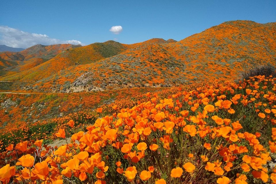 Giant Orange California Poppy Seeds | Sun Gold Poppies Garden Flower Seed 2024