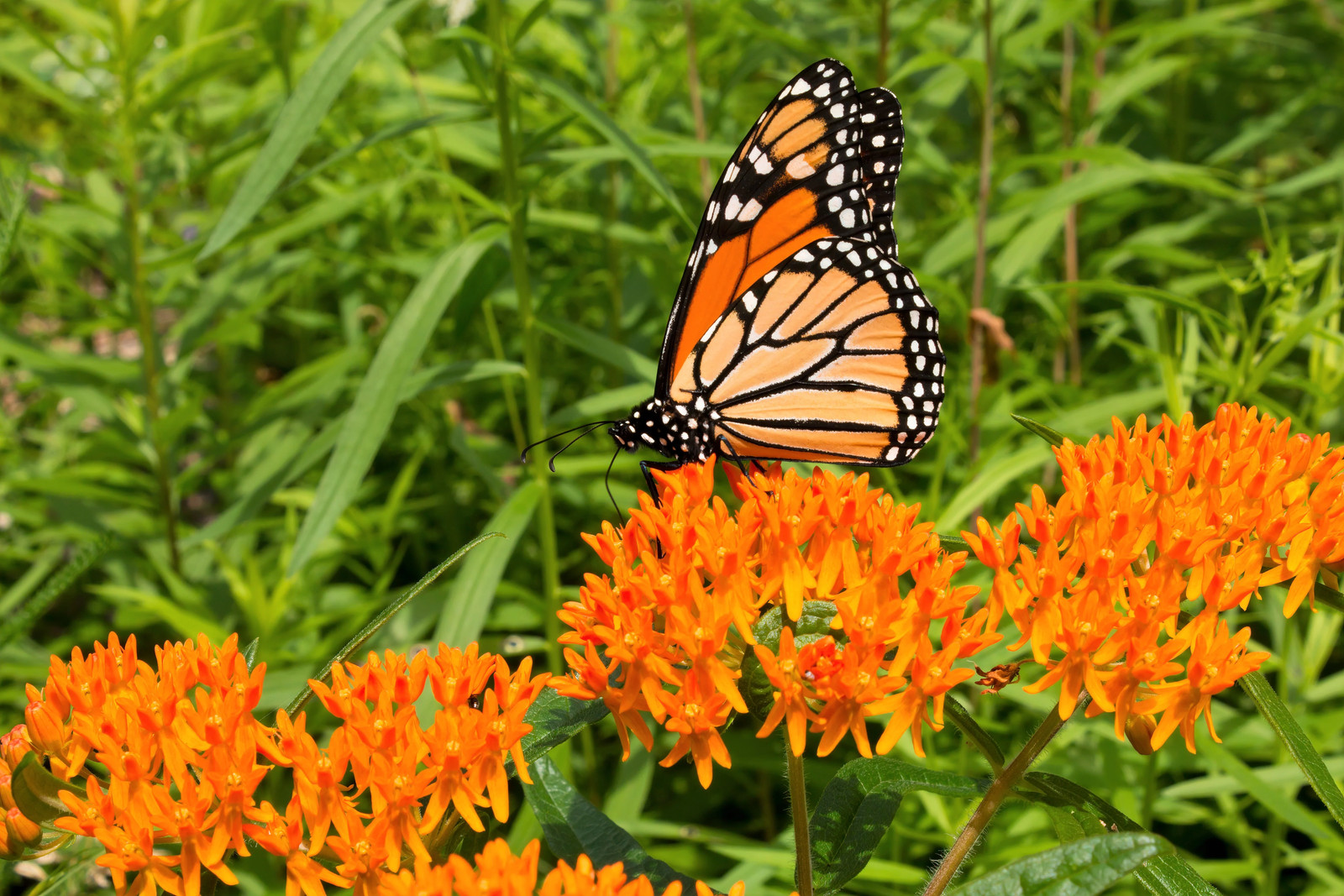 10 GAY BUTTERFLIES MILKWEED Red Yellow Orange Mix Asclepias Tuberosa Flower Seed