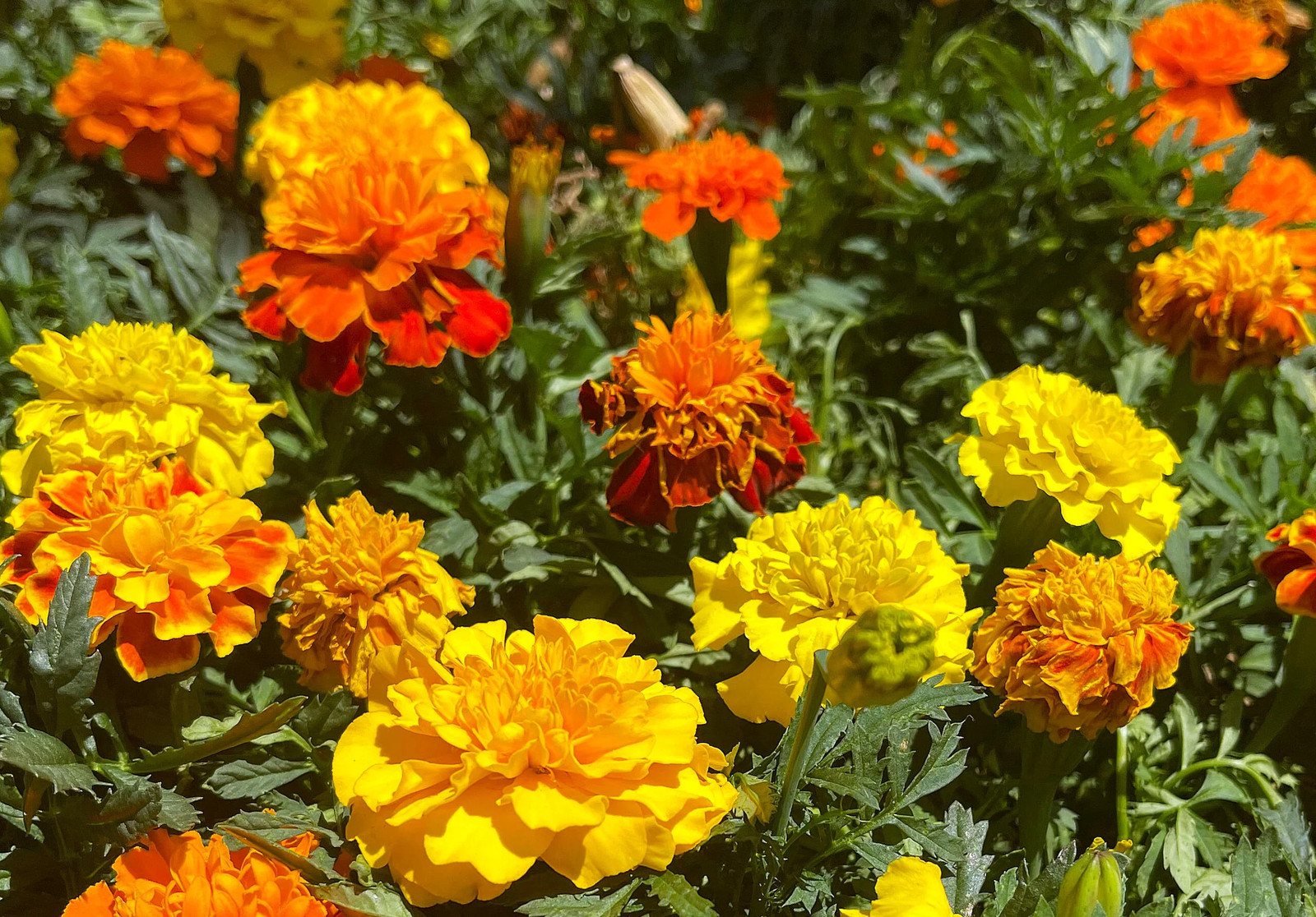 Sparky Mix French Marigold Seeds | Double Bicolor Flower Seed 2024 Fast Shipping