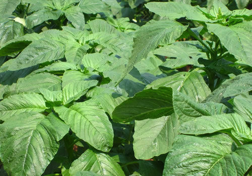 300+Green Amaranth Seeds Chinese Spinach Yin Cho Green Edible Vegetable USA