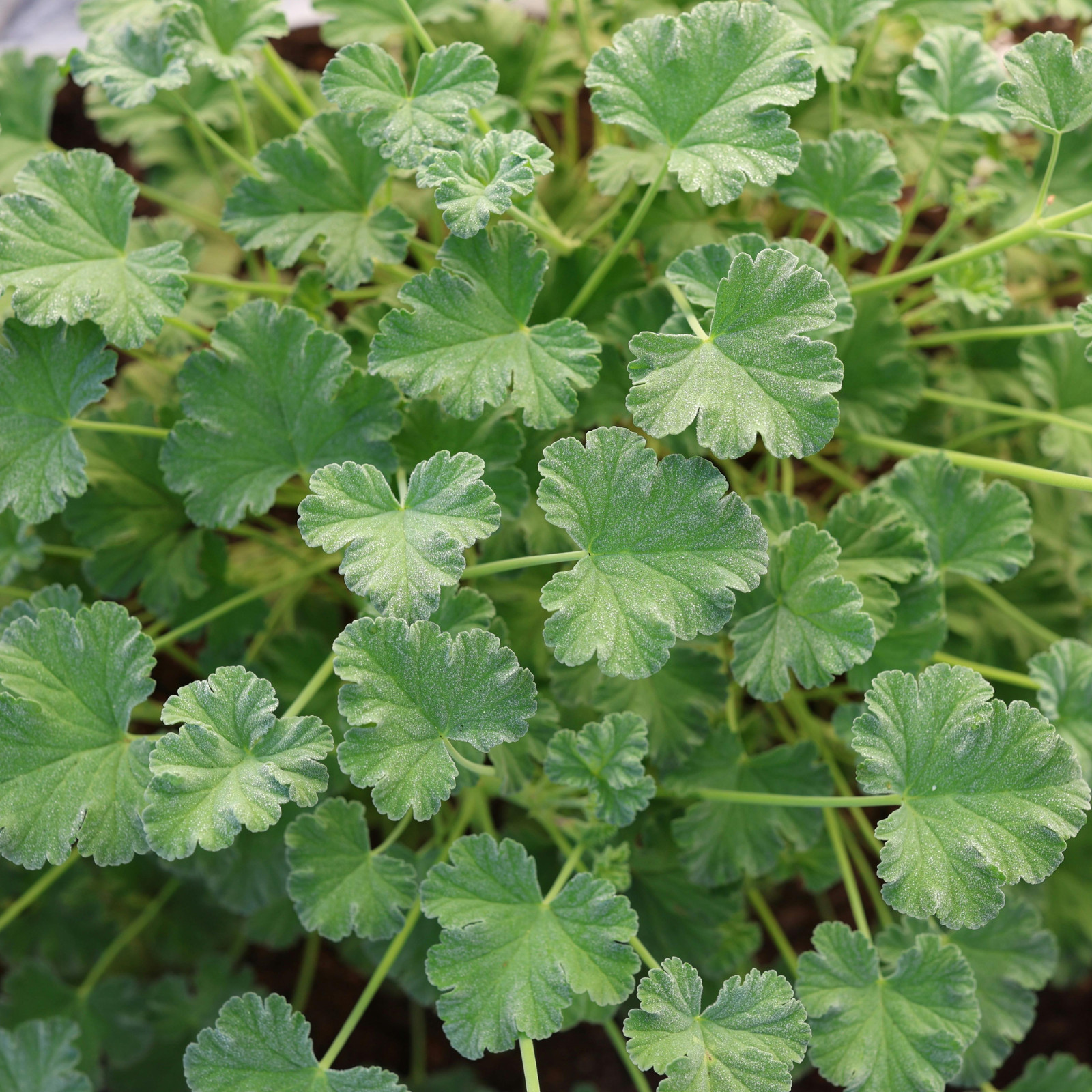 100+ Geranium Seeds -Luster Mix- Fragrant – Fresh Flower Seeds Non GMO