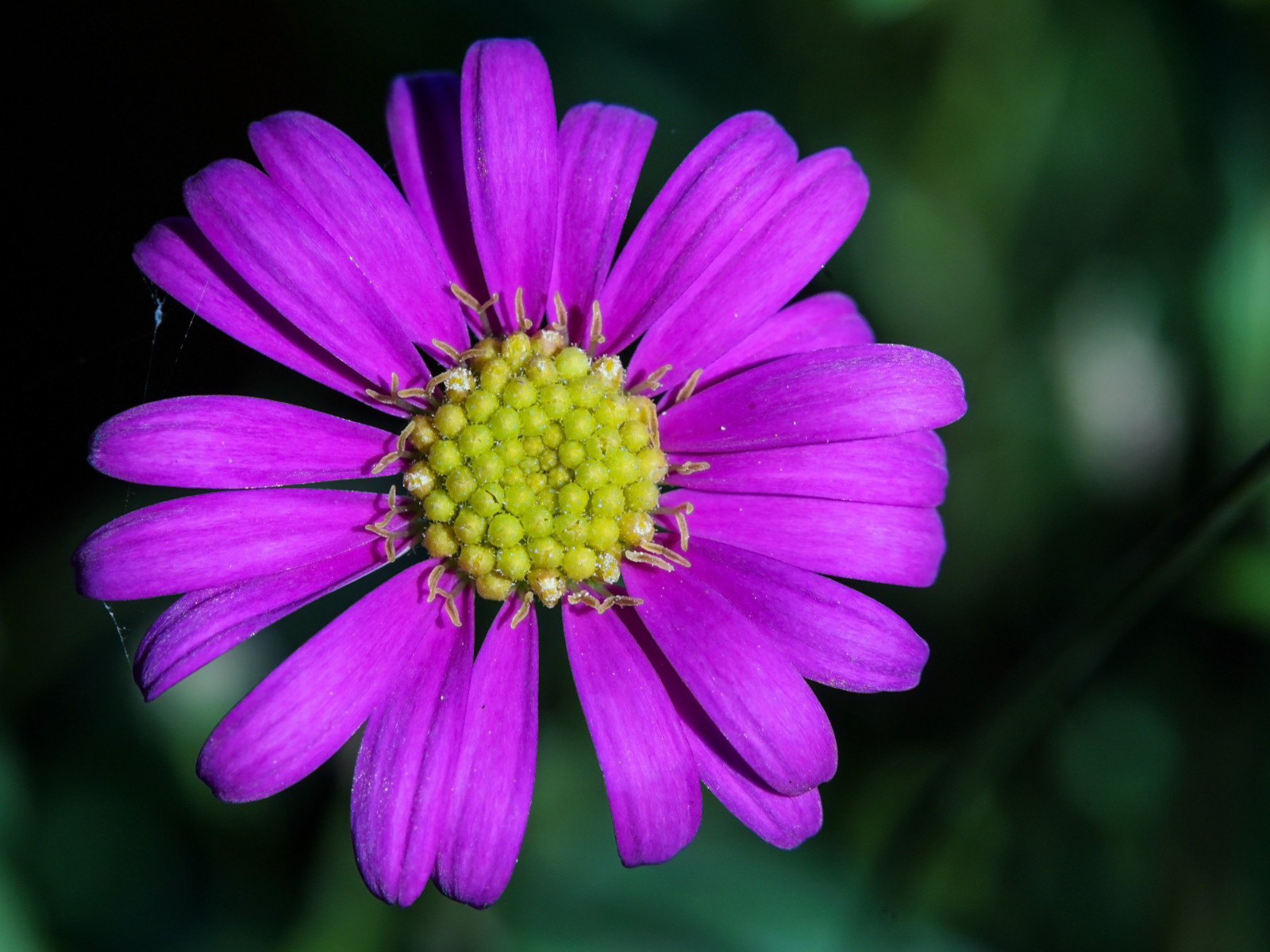 100 Seeds| Swan River Daisy Mix Seeds #N014