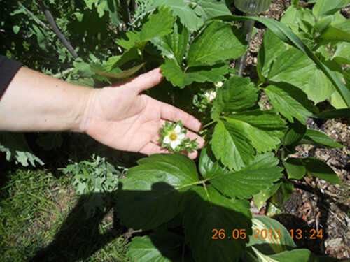 Strawberry “Gigantella Maxim” 100+ seeds for propagation