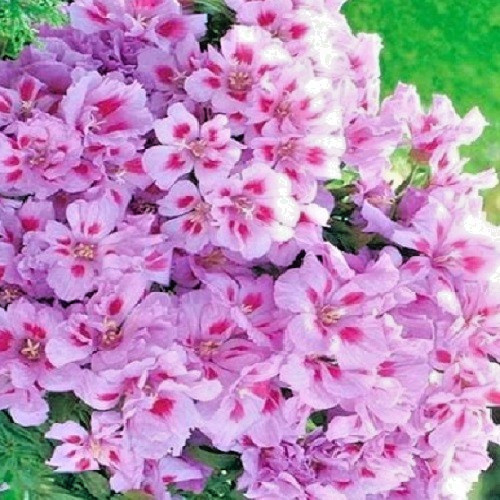 Lilac Godetia (Clarkia amoena) Satin Flowers Fresh Heirloom Seeds Non-GMO