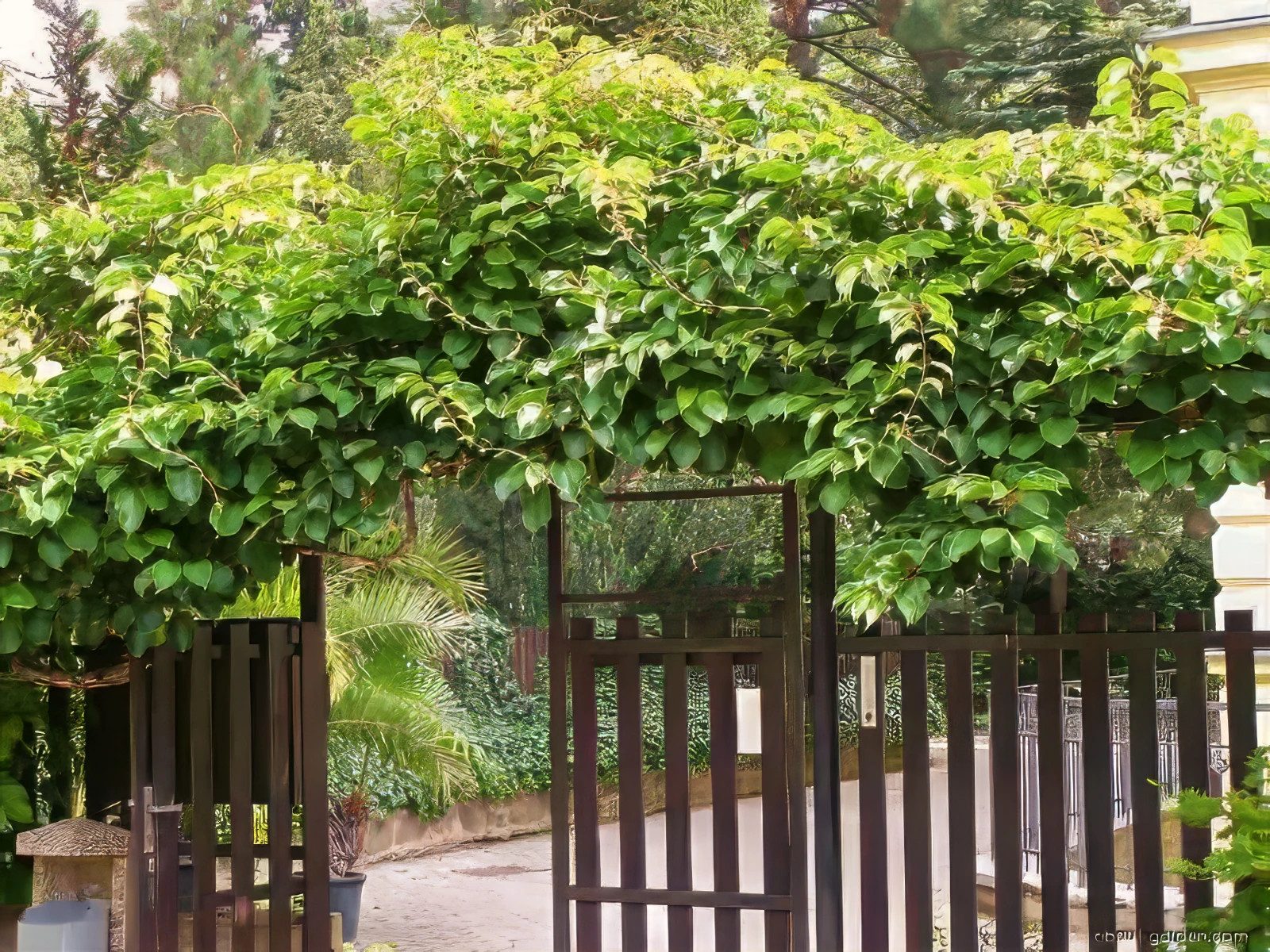 Issai Kiwi Seeds Arctic Grape Berry Superfruit Garden Plant Cold Hardy Fast Vine