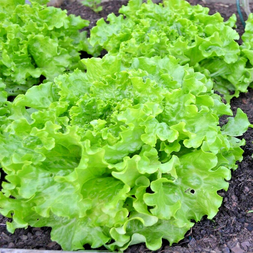 600+GREEN ICE Lettuce Seeds Organic Vegetable Spring Fall Garden Container Easy
