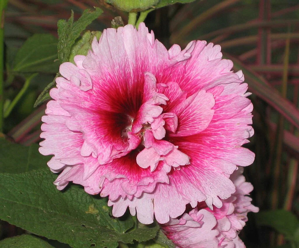 Summer Carnival Hollyhocks Seeds |Alcea Rosea Rose Holly Garden Flower Seed 2024