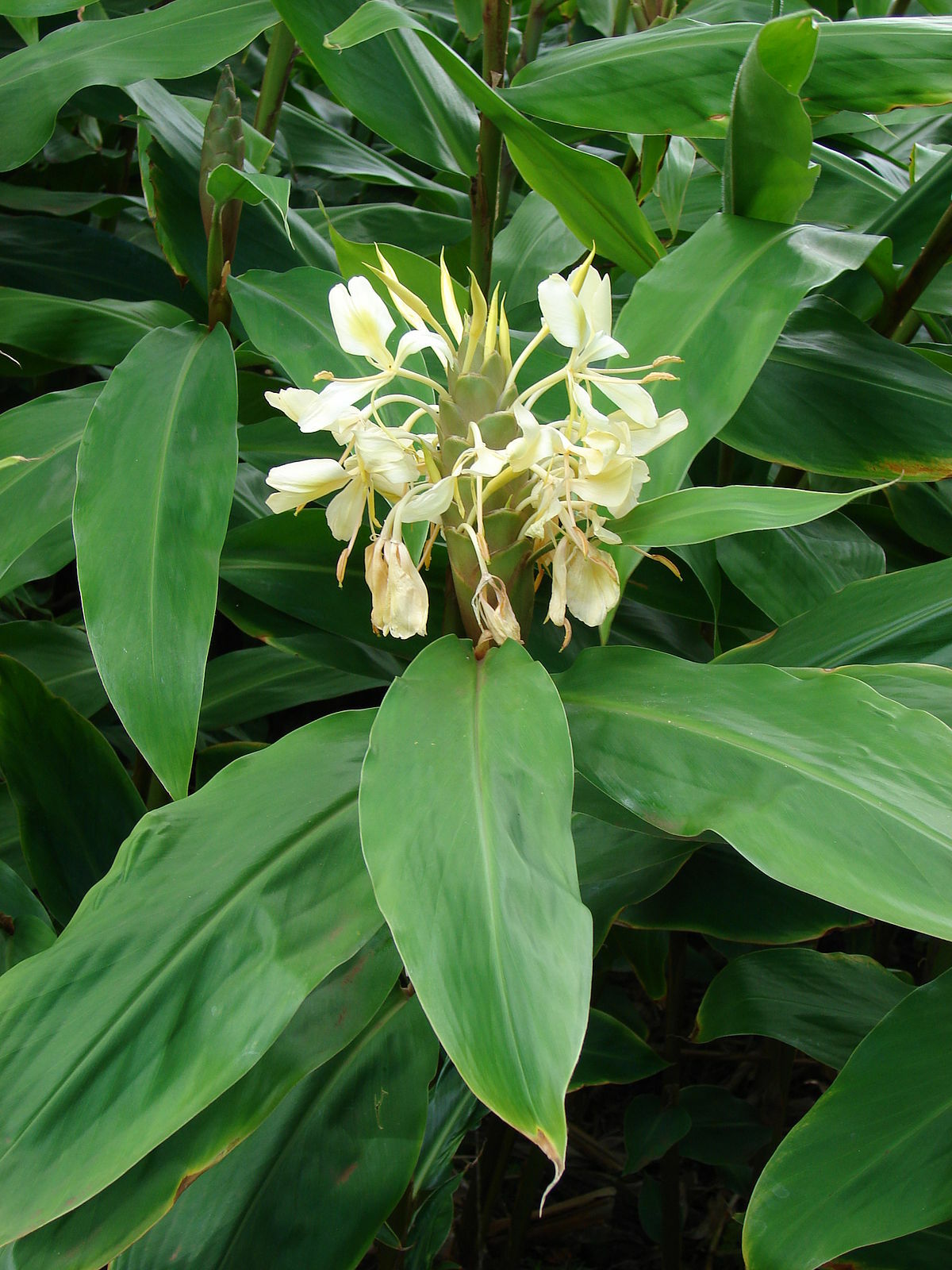 Hedychium flavescens! YELLOW BUTTERFLY GINGER! Very Fragrant Blooms! 1 Rhizome!