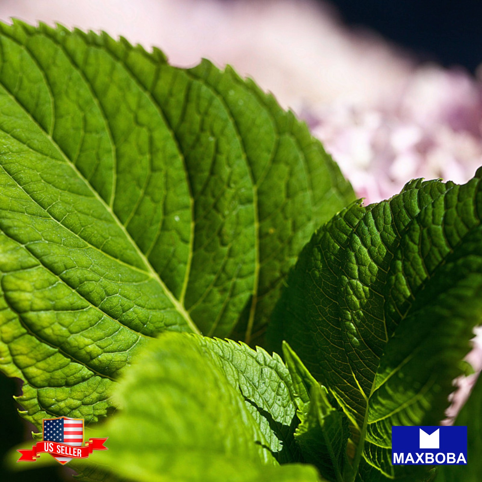 80 Shiso Herb Seeds Perilla Green Non-GMO Heirloom