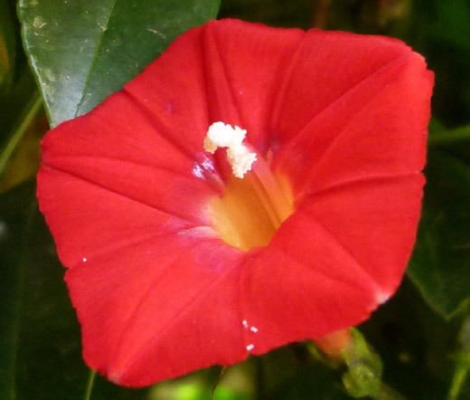 CARDINAL CLIMBER Ipomoea x Multifida – 200 Bulk Seeds