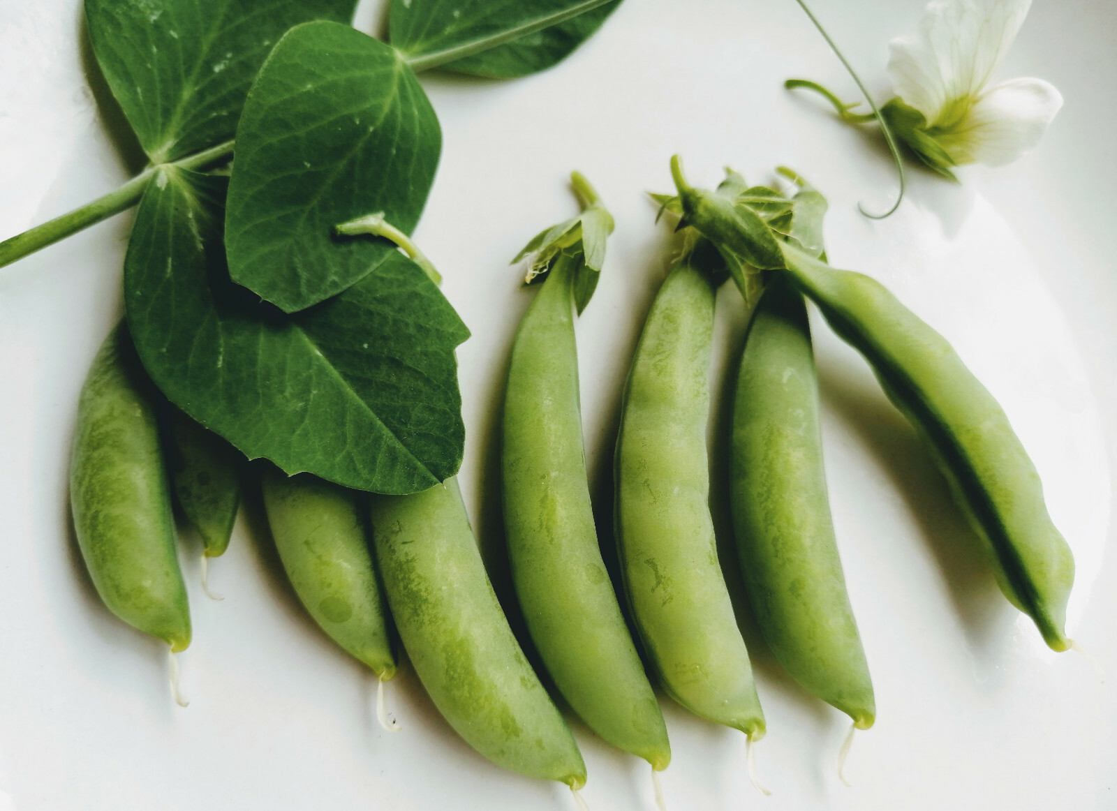 Sugar Ann Snap Pea 50 Vegetable Seeds, Pisum sativum Dwarf Vine, Non-GMO, Patios
