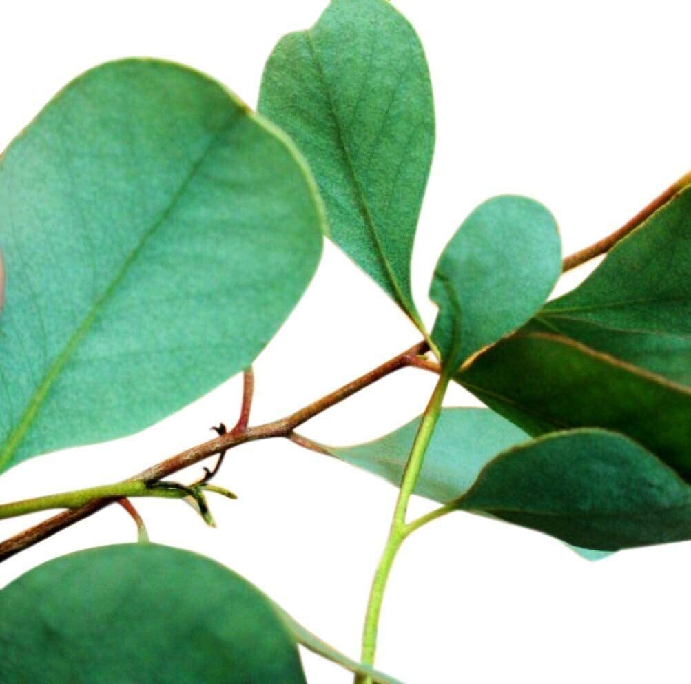 275 Eucalyptus Seeds, USA Seller Free Shipping Seeds Fragrant