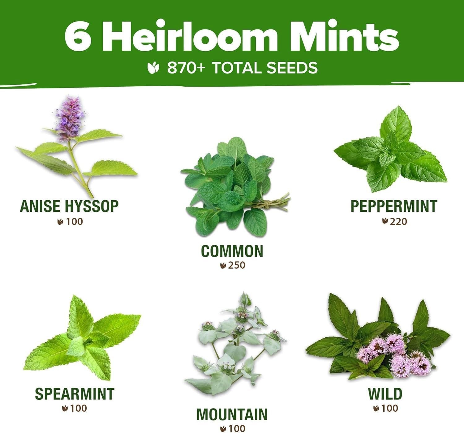 Grow Fresh Mint at Home – 870+ Heirloom Non-GMO Seeds for -Round Enjoyment