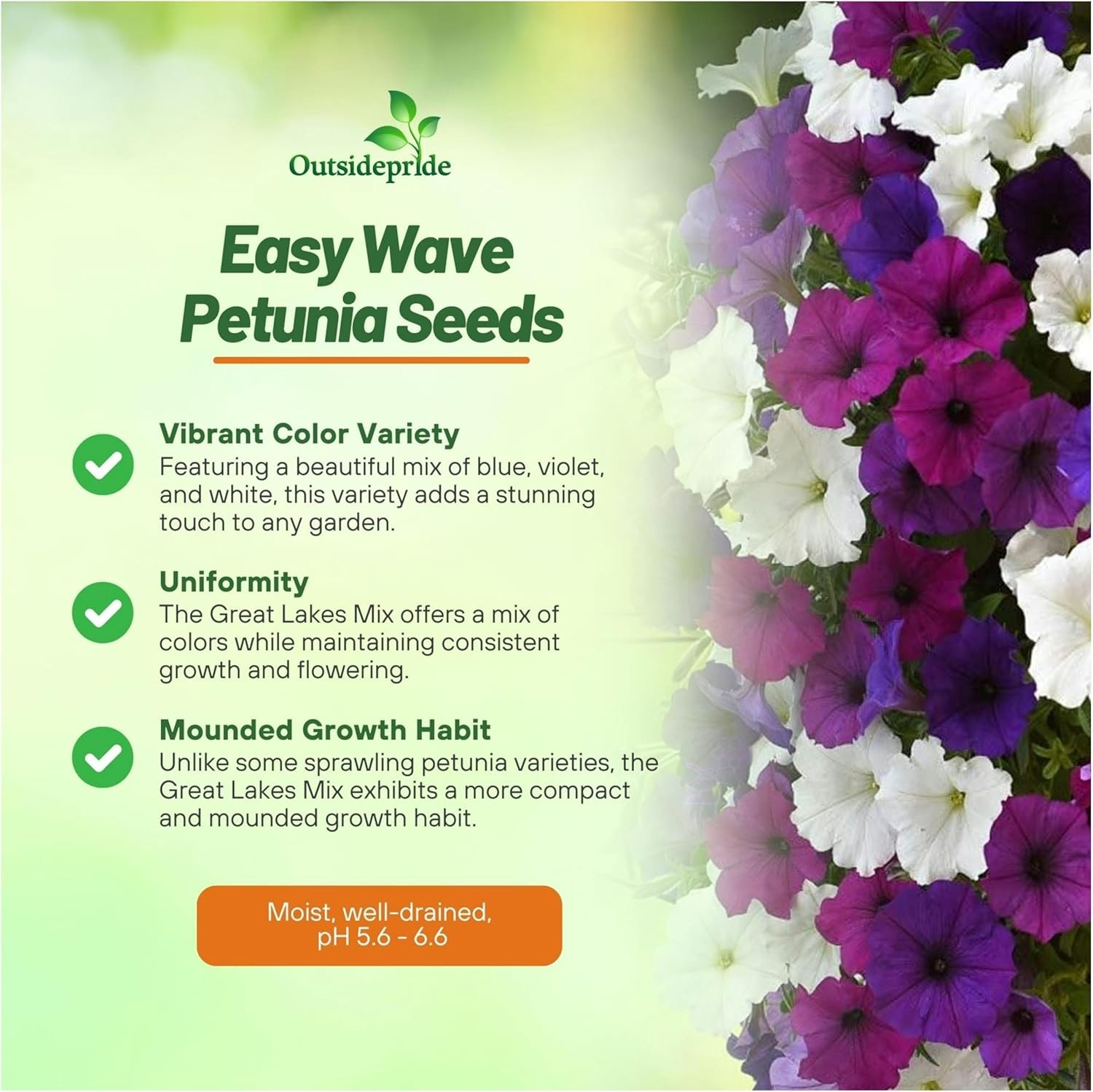 30 Seeds Easy Wave Spreading Petunia Great Lakes Flower Seed Mix
