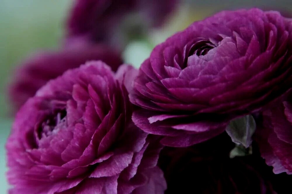 25 Ranunculus Bulbs Mix Pink Red Yellow Purple Peony Rose Garden Spring Flowers