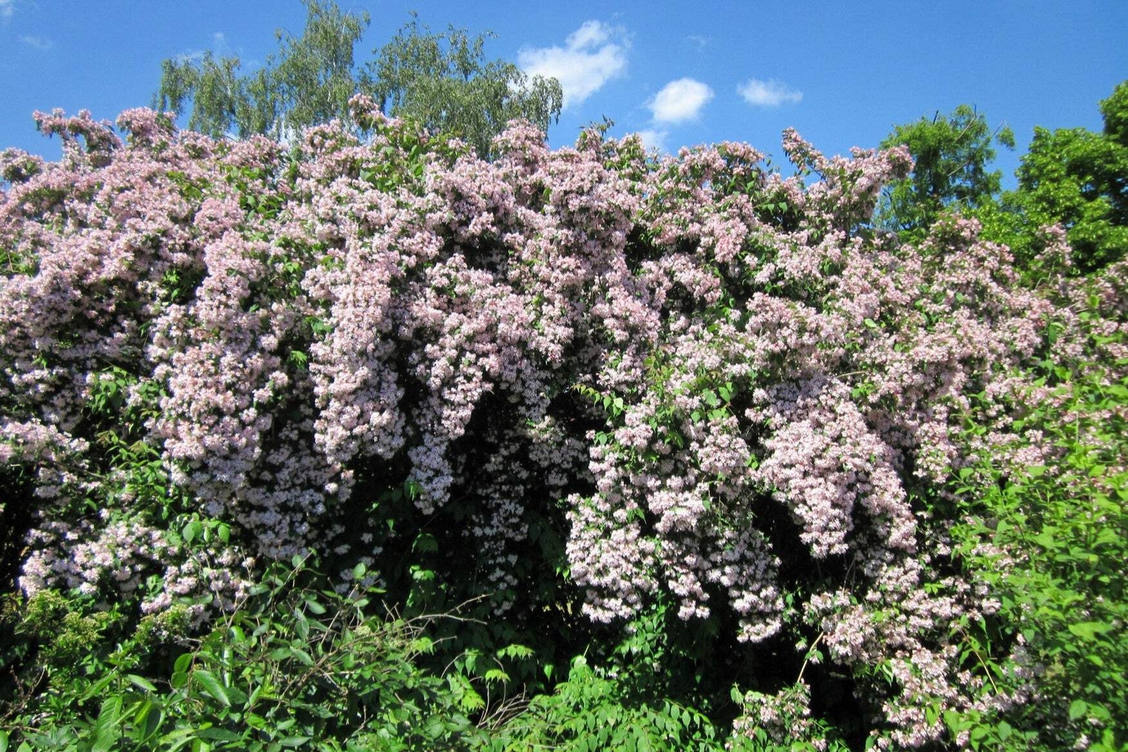 10 BEAUTY BUSH SHRUB Beautybush Kolkwitzia Amabilis Flower Seeds *Flat S/H