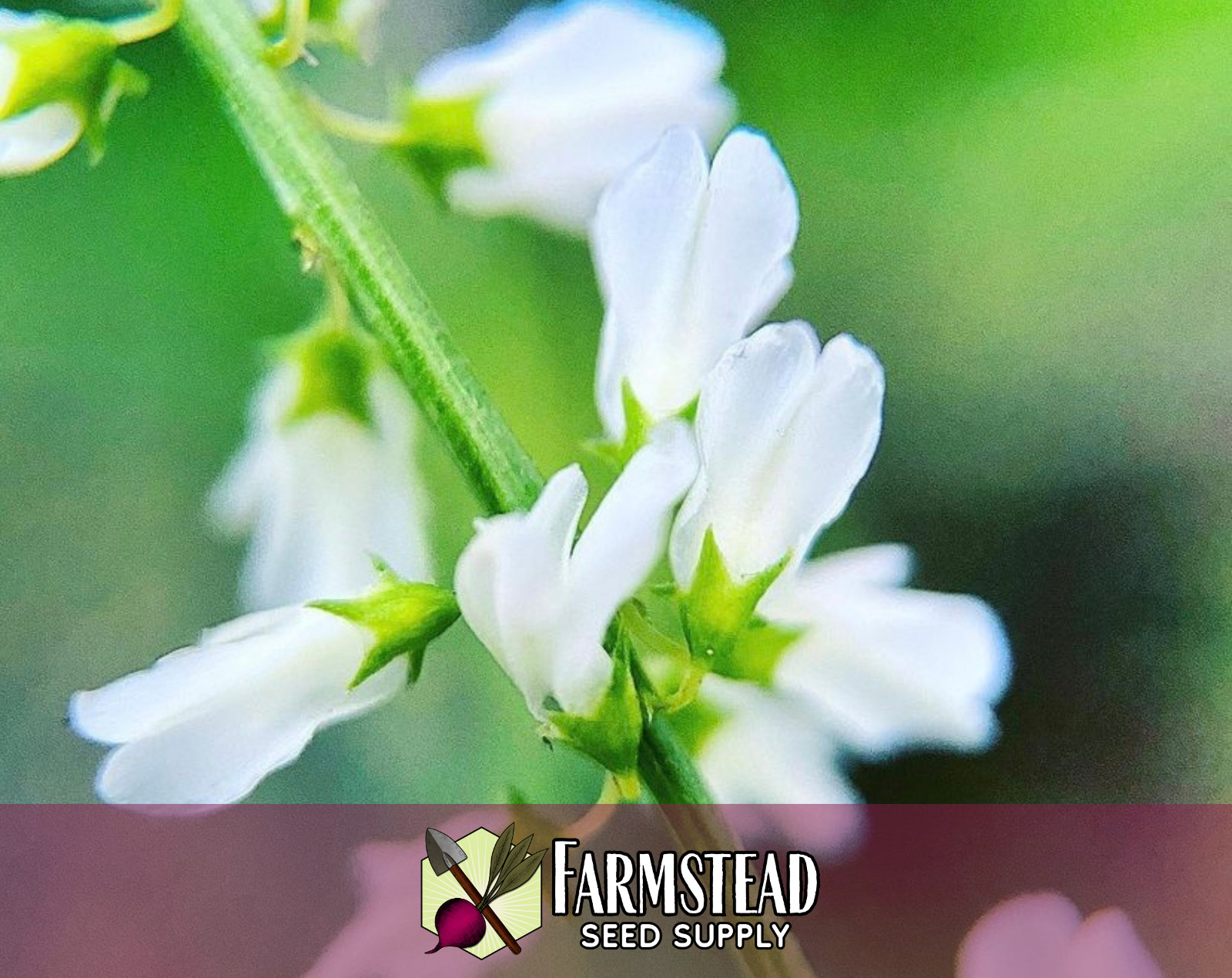 5000+ White Sweet Blossom Clover Seeds | Flower Gardening Pollinator Plant Seed