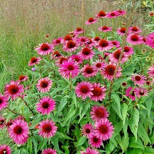 70 Echinacea Rudbeckia Purpurea Purple Coneflower Seeds~NY Botanical Garden Club