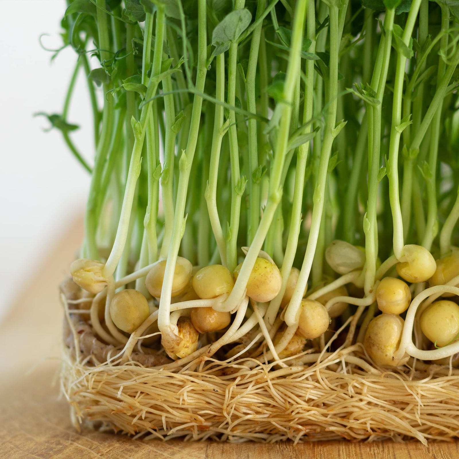Sweet Green Pea Sprouting Seeds, 1 lb NonGMO, ChemicalFree, Ideal for