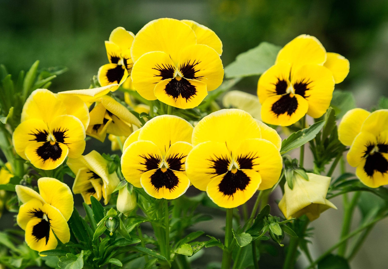 50 YELLOW & BROWN PANSY VIOLA Violet Flower Seeds *Flat S/H