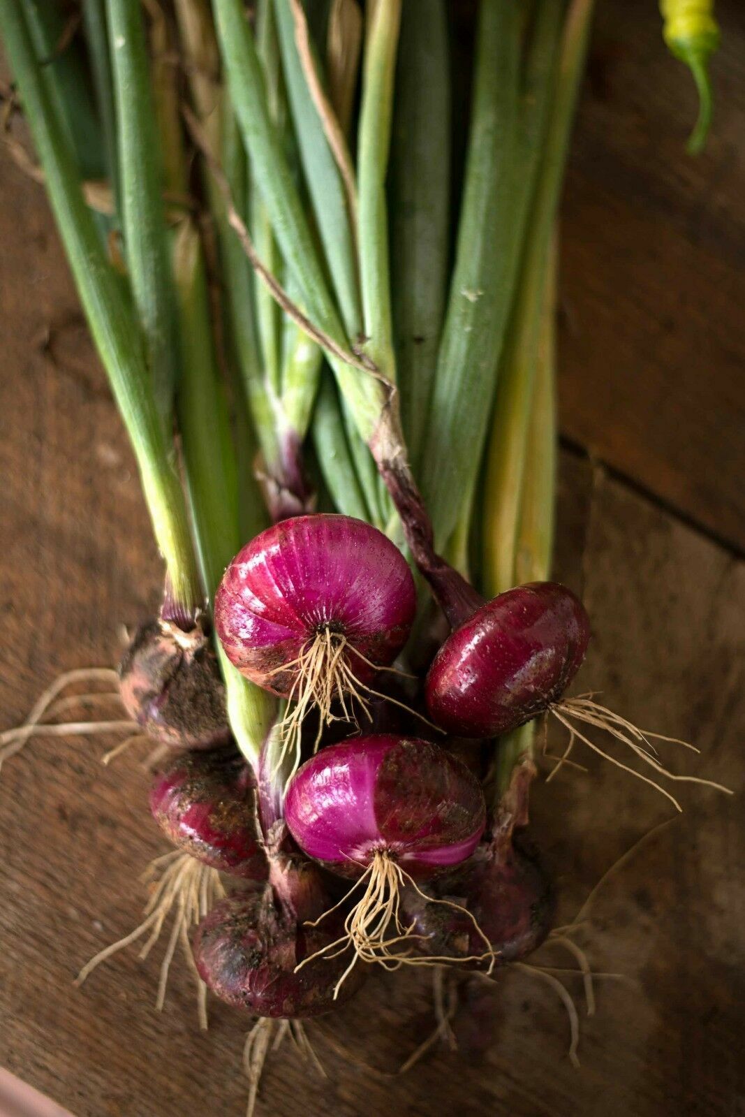 Red Cipollini Onion, NON-GMO, Italian Onion, Red Marble, FREE SHIPPING