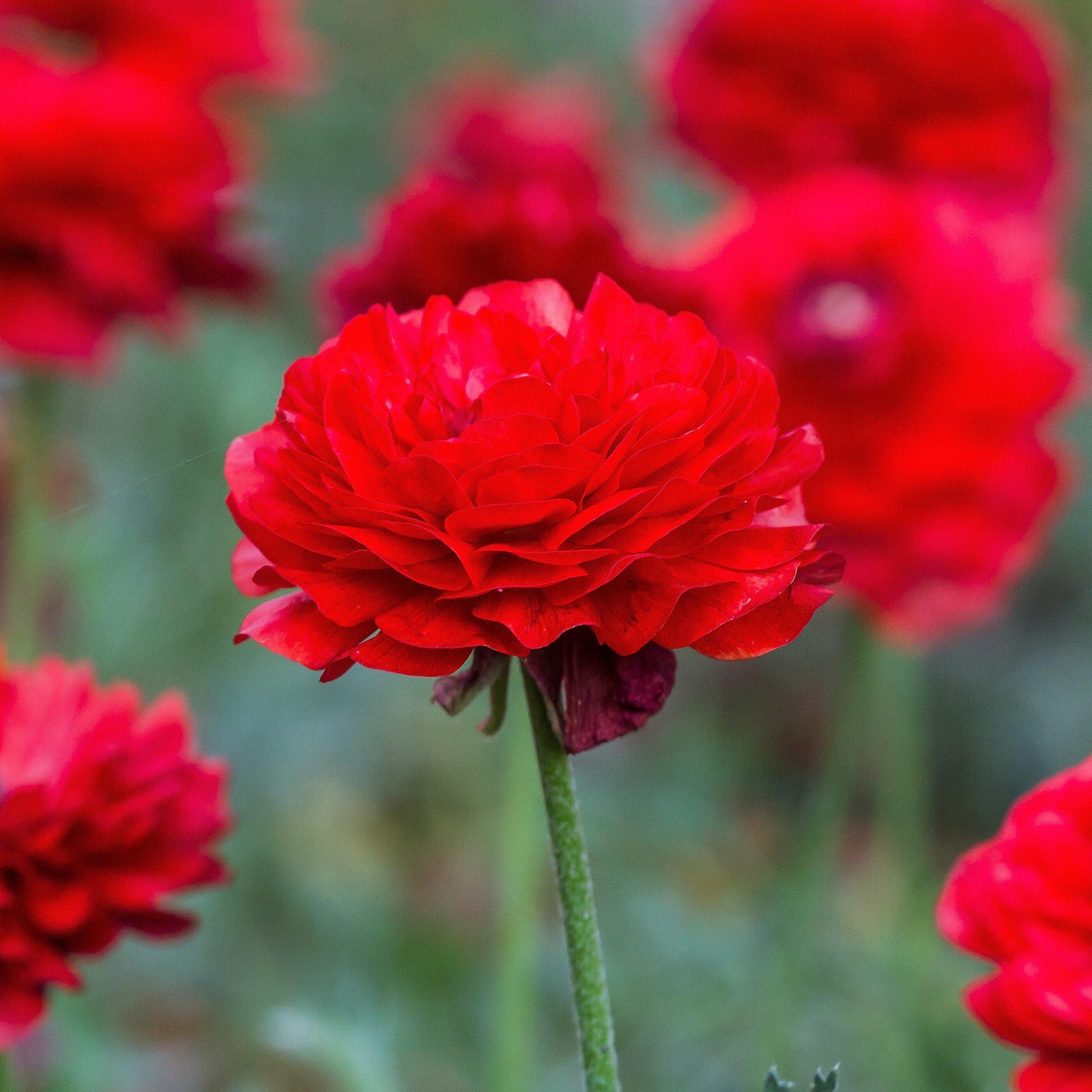 Ranunculus Buttercup Red 10 Flower Bulbs – Spring Red Blooms Temperate Sun