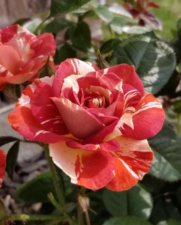 Tropical Lightning Climbing Rose Seeds – Pack 30 Seeds – Rose Flower Gardening