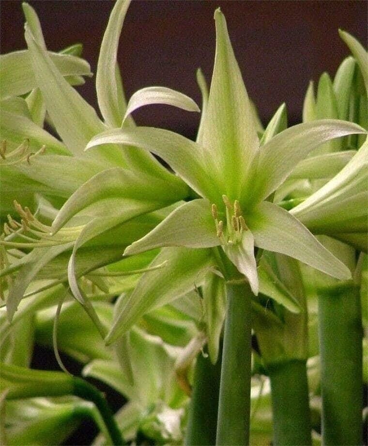 EVERGREEN Extra Large Amaryllis Bulb 30/32 centimeters – US Seller
