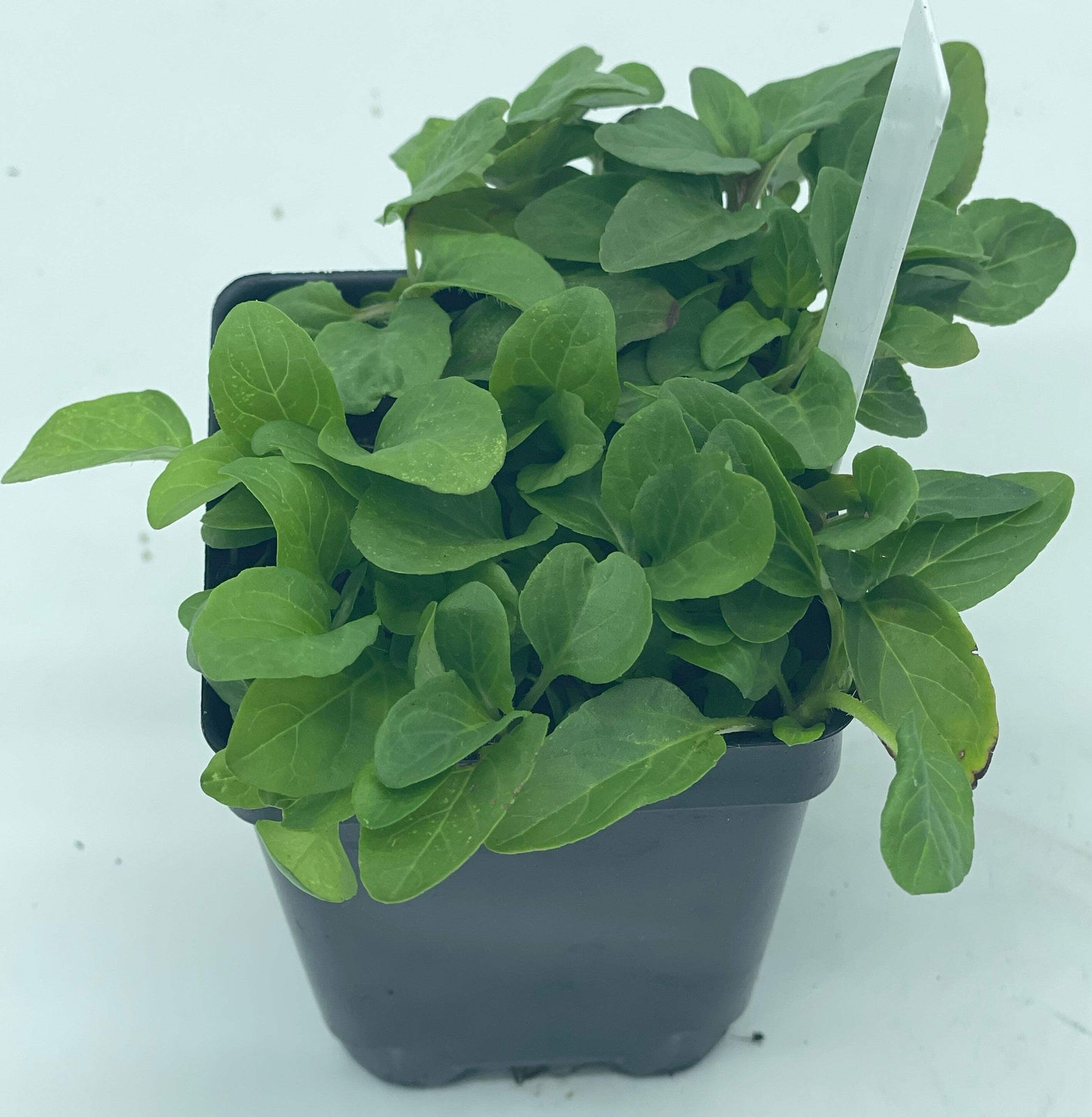 Self Heal / All Heal Starter Plant – Prunella Vulgaris – Great Cool Season Plant
