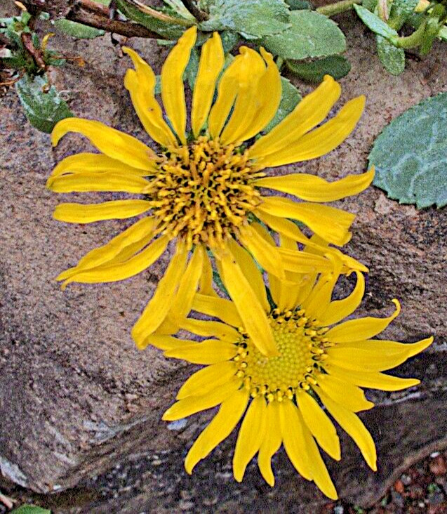 Puget sound gumweed, 200 seeds, Grindelia, medicinal herb, wildflower